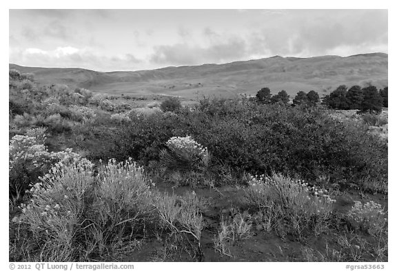 Shrubs in autumn and dunes. Great Sand Dunes National Park and Preserve (black and white)