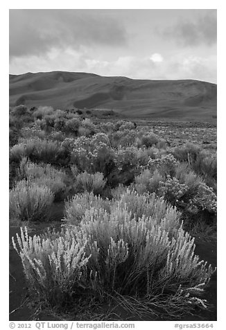 Shrubs and dunes. Great Sand Dunes National Park and Preserve (black and white)