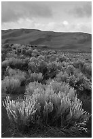 Shrubs and dunes. Great Sand Dunes National Park, Colorado, USA. (black and white)