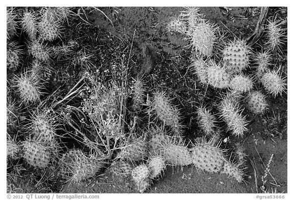 Ground close-up with flowers, cactus, and sand. Great Sand Dunes National Park and Preserve (black and white)