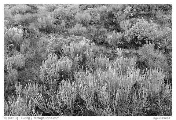 Grassland shrubs. Great Sand Dunes National Park and Preserve (black and white)