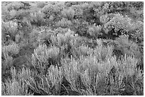 Grassland shrubs. Great Sand Dunes National Park and Preserve ( black and white)
