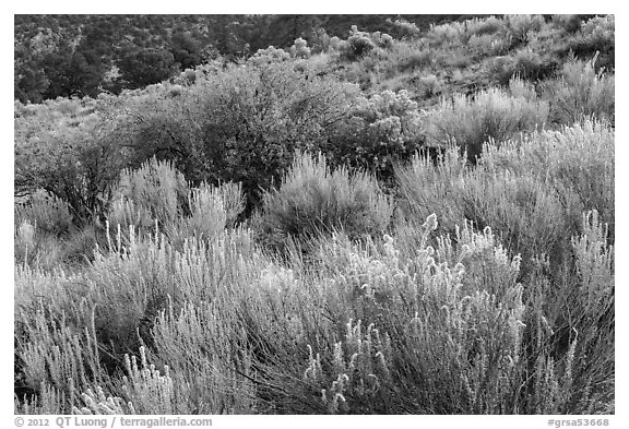 Sage and rabbitbrush. Great Sand Dunes National Park and Preserve (black and white)