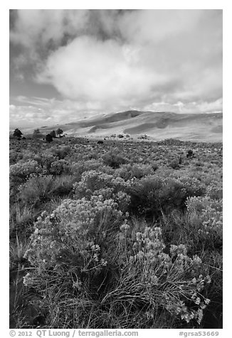 Rubber rabbitbrush. Great Sand Dunes National Park and Preserve (black and white)