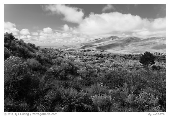 Rabbitbrush in autumn and dunes. Great Sand Dunes National Park and Preserve (black and white)