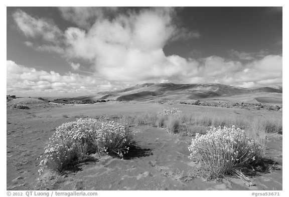 Rabbitbrush in dried Medano creek bed. Great Sand Dunes National Park and Preserve (black and white)