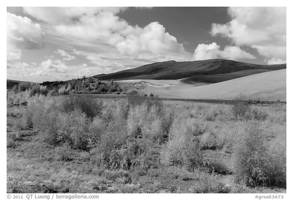Riparian habitat along Medano Creek in autumn. Great Sand Dunes National Park and Preserve (black and white)