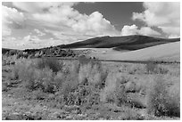 Riparian habitat along Medano Creek in autumn. Great Sand Dunes National Park and Preserve ( black and white)