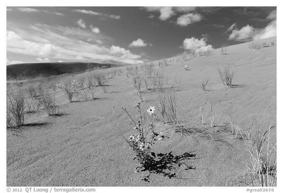 Prairie sunflowers and blowout grasses on sand dunes. Great Sand Dunes National Park and Preserve (black and white)