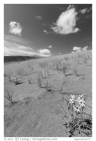 Prairie sunflowers and blowout grasses on dune field. Great Sand Dunes National Park and Preserve (black and white)