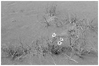 Close-up of Prairie sunflowers and blowout grasses. Great Sand Dunes National Park, Colorado, USA. (black and white)