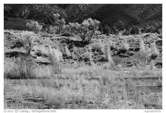 Riparian vegetation in autum foliage, Medano Creek. Great Sand Dunes National Park and Preserve (black and white)