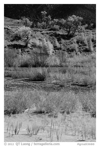 Shrubs and cottonwoods in autum foliage, Medano Creek. Great Sand Dunes National Park and Preserve (black and white)