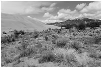 Desert shrubs, dunes and mountains. Great Sand Dunes National Park, Colorado, USA. (black and white)