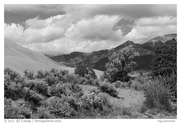 Autumn color on Escape Dunes. Great Sand Dunes National Park and Preserve (black and white)