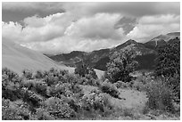 Autumn color on Escape Dunes. Great Sand Dunes National Park and Preserve ( black and white)