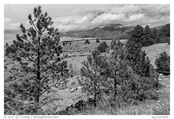Pinyon pines. Great Sand Dunes National Park and Preserve (black and white)