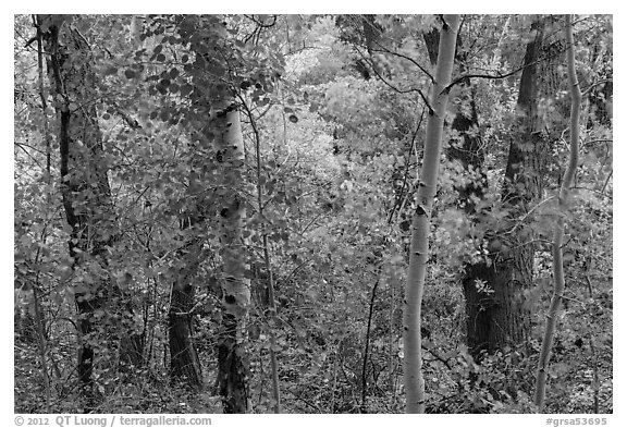 Forest in autumn along Mosca Creek. Great Sand Dunes National Park and Preserve (black and white)