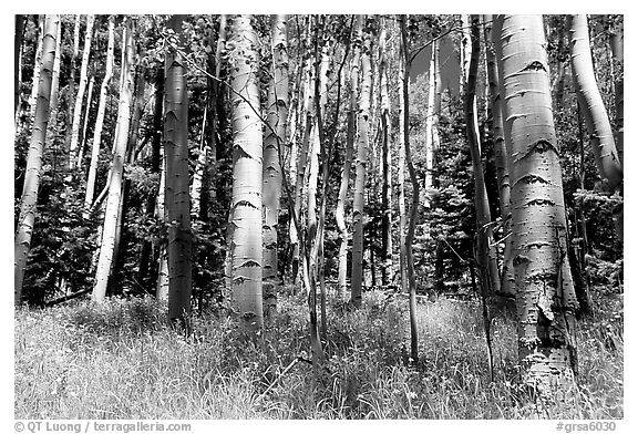 Aspen trees in summer near Medano Pass. Great Sand Dunes National Park and Preserve (black and white)