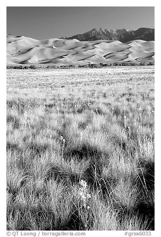 Grass and dunes, morning. Great Sand Dunes National Park and Preserve (black and white)