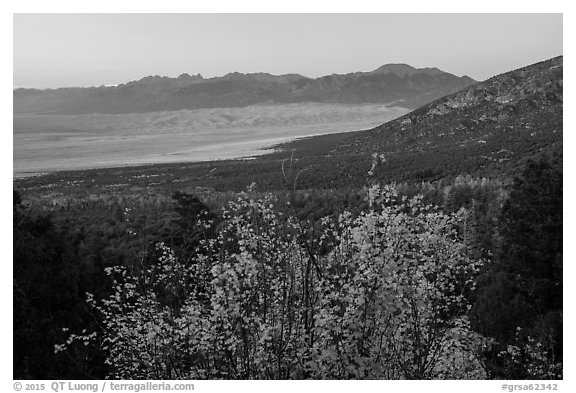 Autum Color and distant dunefield. Great Sand Dunes National Park and Preserve (black and white)