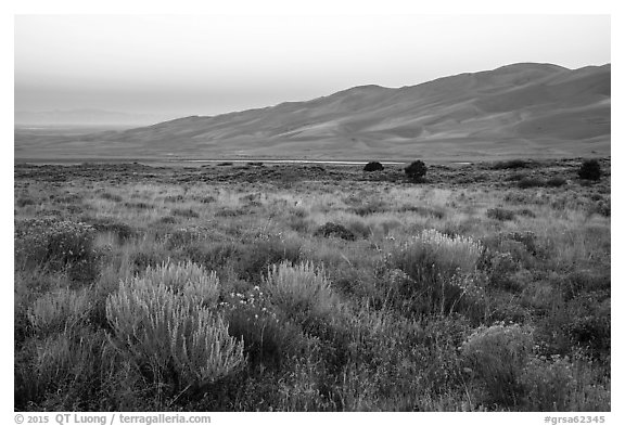Grasslands with rubber rabbitbrush, sagebrush, and dunefield at dawn. Great Sand Dunes National Park and Preserve (black and white)