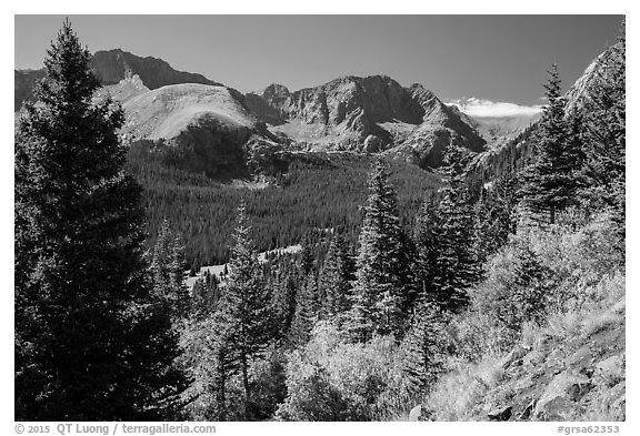 Subalpine forest, Sangre de Cristo mountains. Great Sand Dunes National Park and Preserve (black and white)