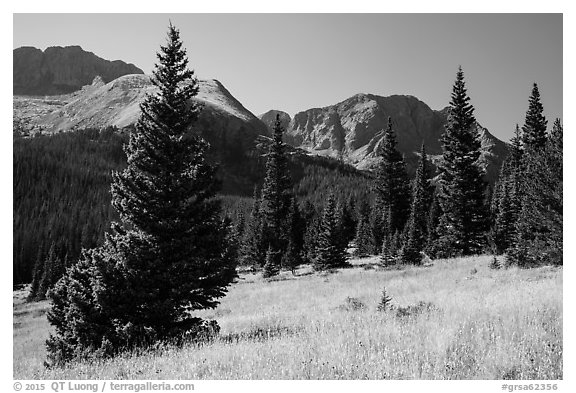 Subalpine meadow in Sand Creek Valley. Great Sand Dunes National Park and Preserve (black and white)