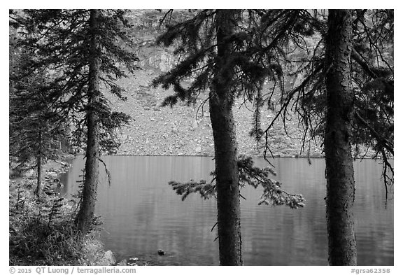 Trees on shore on Lower Sand Creek Lake. Great Sand Dunes National Park and Preserve (black and white)