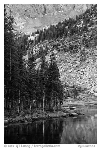 Firs on shoreline, Lower Sand Creek Lake. Great Sand Dunes National Park and Preserve (black and white)