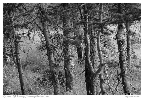 Fir trunks, Lower Sand Creek Lake. Great Sand Dunes National Park and Preserve (black and white)