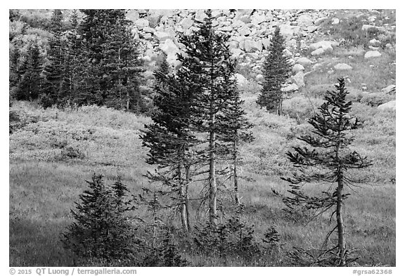 Fir trees, srubs in autumn color, and talus. Great Sand Dunes National Park and Preserve (black and white)