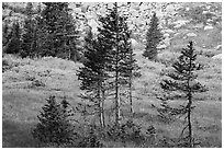 Fir trees, srubs in autumn color, and talus. Great Sand Dunes National Park and Preserve ( black and white)