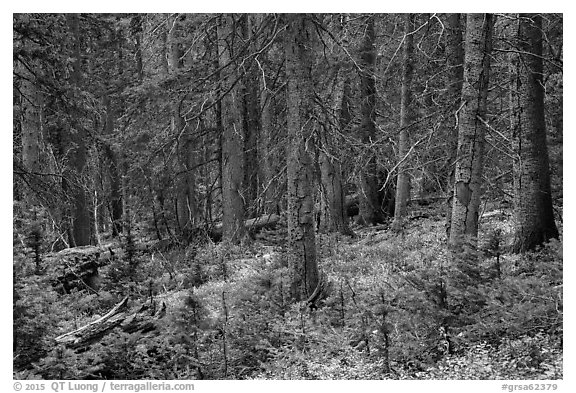 Forest in autumn. Great Sand Dunes National Park and Preserve (black and white)