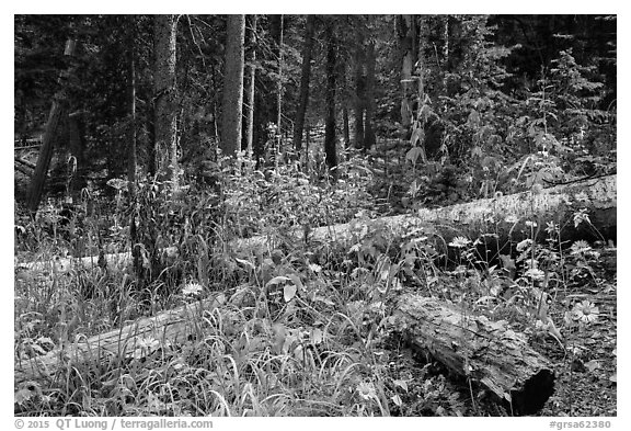 Wildflowers aud forest in autumn. Great Sand Dunes National Park and Preserve (black and white)