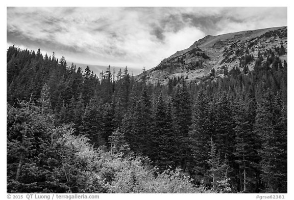 Peak rising above fir forest. Great Sand Dunes National Park and Preserve (black and white)