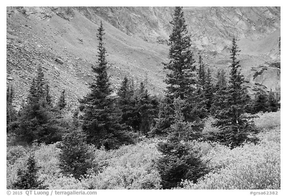 Firs, shrubs in autumn color, and rocky slopes. Great Sand Dunes National Park and Preserve (black and white)