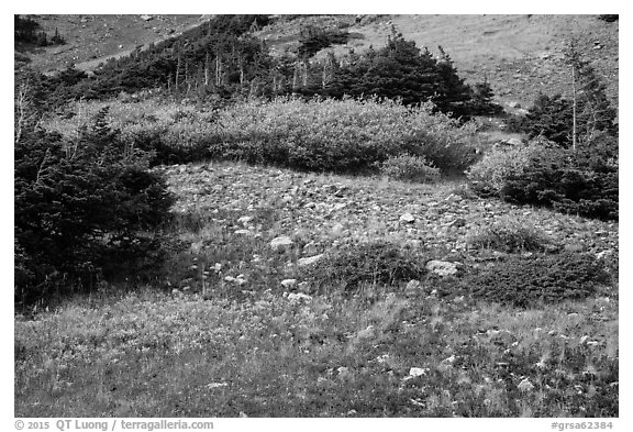 Alpine meadows in autumn. Great Sand Dunes National Park and Preserve (black and white)