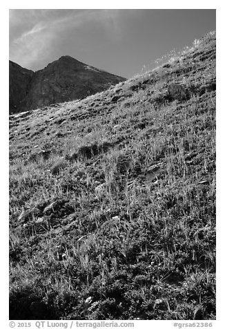Berry plants in red autumn foliage and peak. Great Sand Dunes National Park and Preserve (black and white)