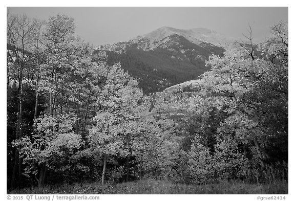 Aspen in autum foliage framing Mount Herard at dawn. Great Sand Dunes National Park and Preserve (black and white)