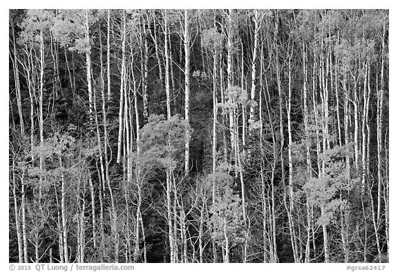 Hillside with trunks of aspen in autum. Great Sand Dunes National Park and Preserve (black and white)
