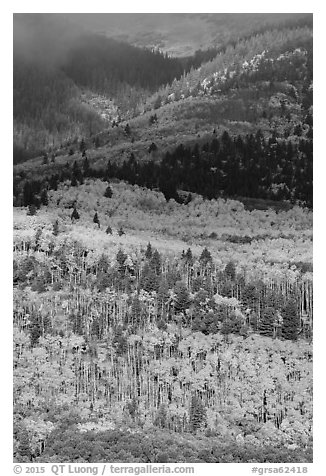 Slopes below Mt Herard with trees in autum color. Great Sand Dunes National Park and Preserve (black and white)