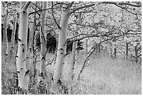 Aspen trees at edge of prairie in autumn. Great Sand Dunes National Park and Preserve ( black and white)