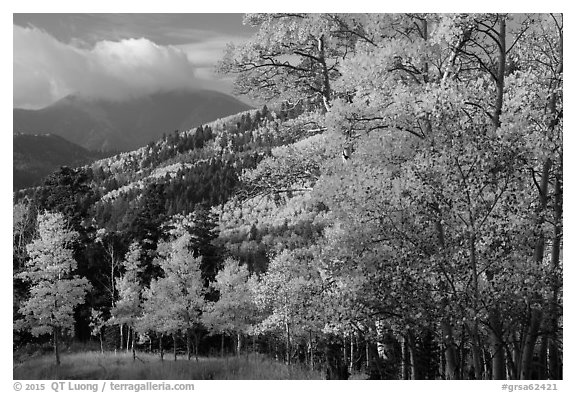 Autumn foliage and mountains near Medano Pass. Great Sand Dunes National Park and Preserve (black and white)