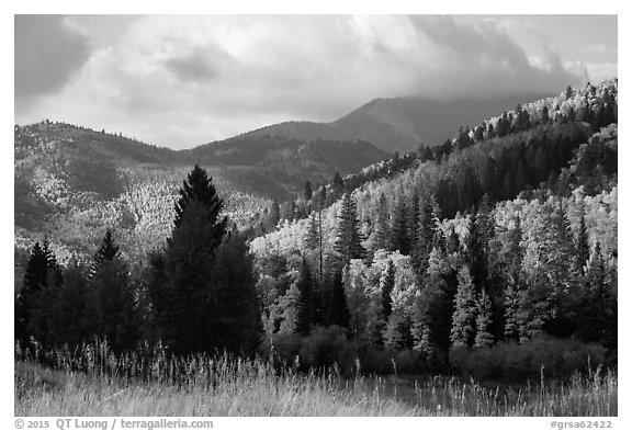 Hills covered with trees in autumn foliage near Medano Pass. Great Sand Dunes National Park and Preserve (black and white)