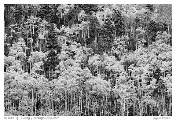 Hillside with aspen recently turned yellow. Great Sand Dunes National Park and Preserve (black and white)