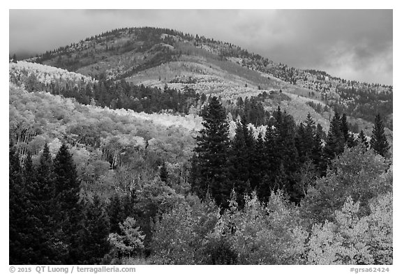 Hill blow Mt Herard covered with trees in colorful autumn foliage. Great Sand Dunes National Park and Preserve (black and white)