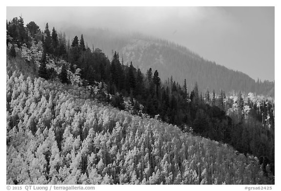 Aspen and firs on slope. Great Sand Dunes National Park and Preserve (black and white)