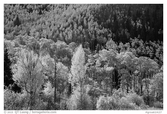 Hillside covered with trees in colorful autumn foliage. Great Sand Dunes National Park and Preserve (black and white)
