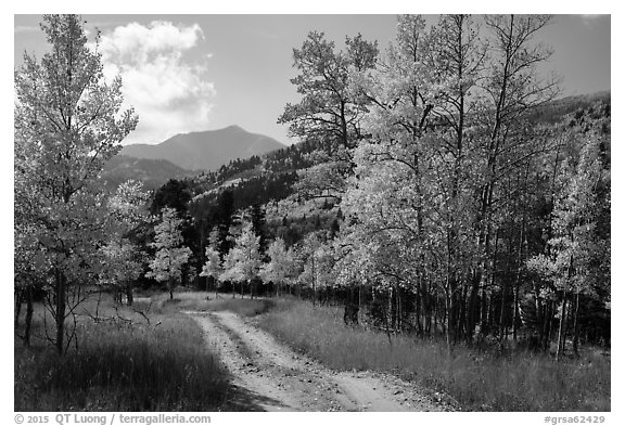 Medano primitive road surrounded by trees in autumn color. Great Sand Dunes National Park and Preserve (black and white)